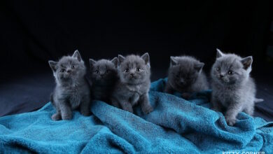 Photo of Проблема перхоти у шотландской кошки: как бороться?