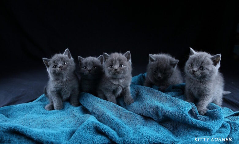 Photo of Проблема перхоти у шотландской кошки: как бороться?