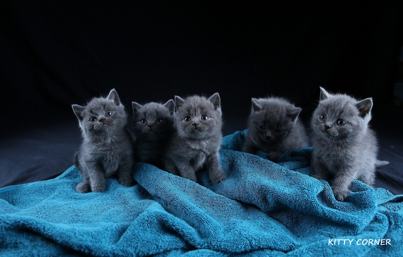 Проблема перхоти у шотландской кошки: как бороться?