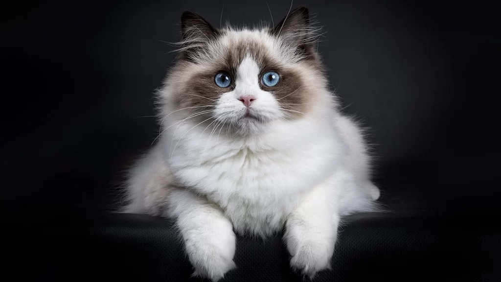 Рэгдолл: нежные и ласковые гиганты