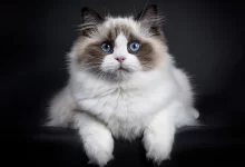 Photo of Рэгдолл: нежные и ласковые гиганты