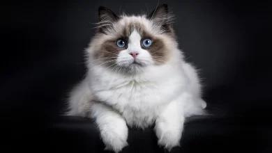 Photo of Рэгдолл: нежные и ласковые гиганты