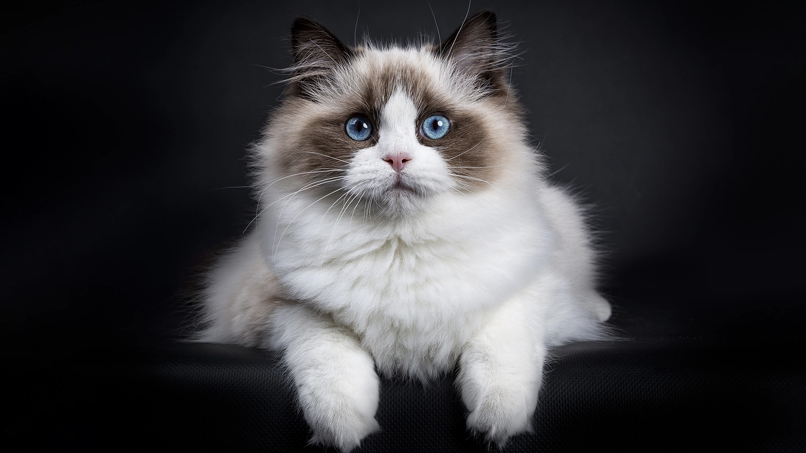 Фото 28 — Рэгдолл: нежные и ласковые гиганты