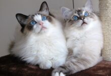 Photo of Как избежать аллергии у бирманской кошки?