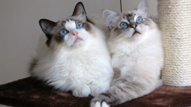 Photo of Как избежать аллергии у бирманской кошки?