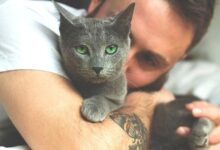 Photo of Русская голубая: изящные и грациозные