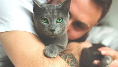 Photo of Русская голубая: изящные и грациозные