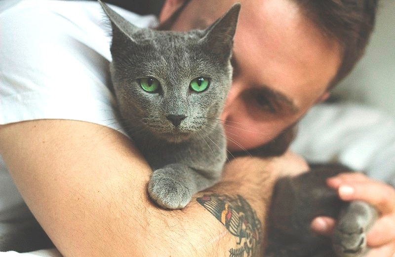 Фото 133 — Русская голубая: изящные и грациозные