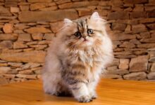 Photo of Почему персидская кошка часто линяет и что делать?