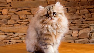 Photo of Почему персидская кошка часто линяет и что делать?