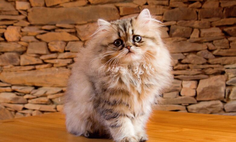 Photo of Почему персидская кошка часто линяет и что делать?