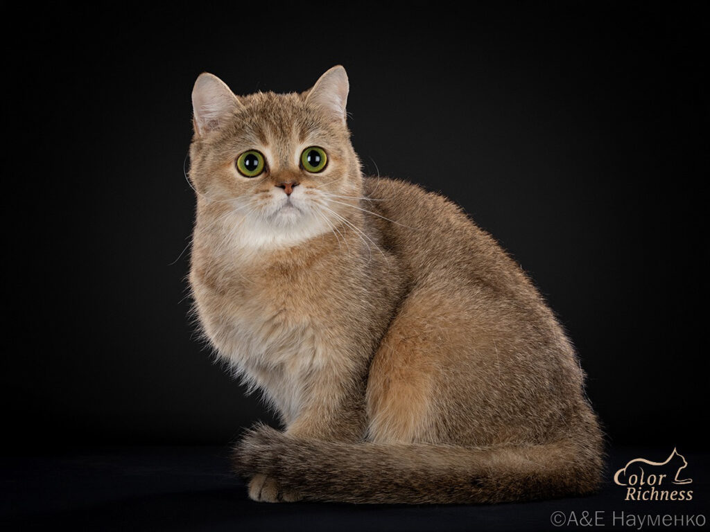 Фото 87 — Чем кормить шотландскую прямоухую кошку для красоты?