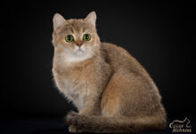 Photo of Чем кормить шотландскую прямоухую кошку для красоты?