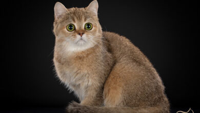 Photo of Чем кормить шотландскую прямоухую кошку для красоты?