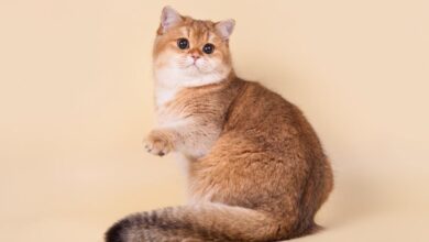 Photo of Уход за шотландской прямоухой кошкой: основные моменты