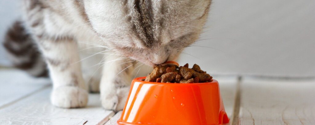 Фото 52 — Кормление бирманской кошки: правильный рацион