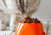 Photo of Кормление бирманской кошки: правильный рацион