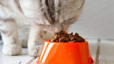 Photo of Кормление бирманской кошки: правильный рацион