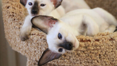 Photo of Чем кормить сиамскую кошку для поддержания здоровья?