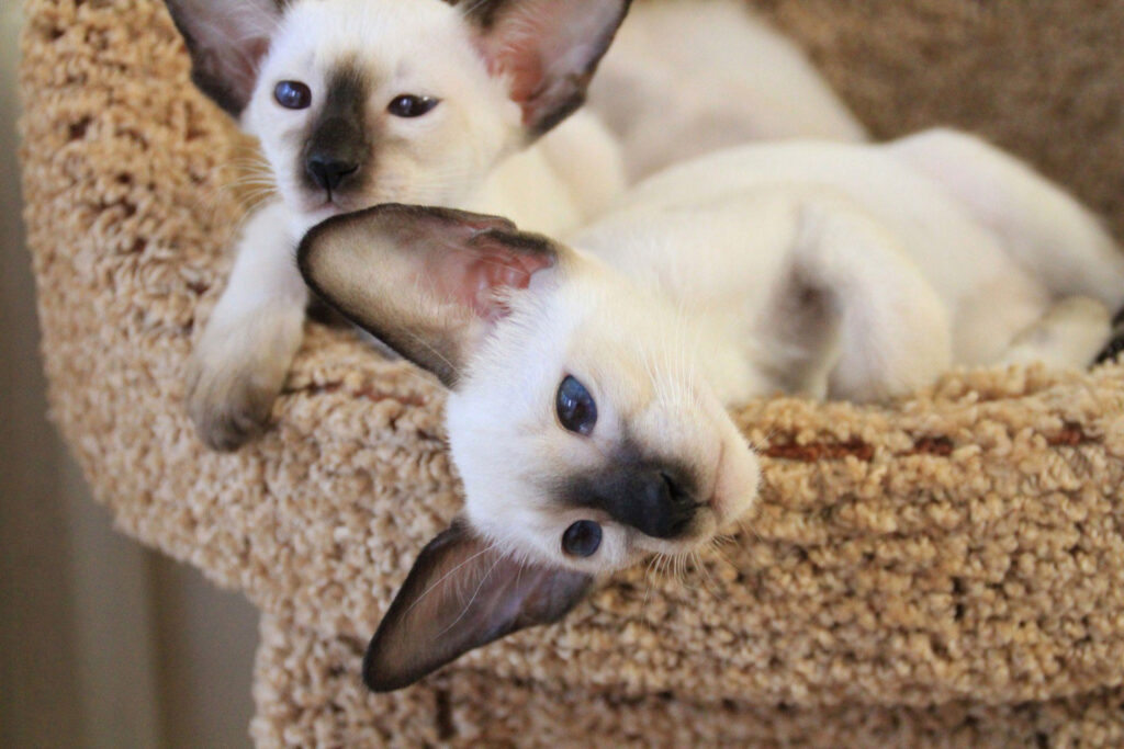 Фото 102 — Чем кормить сиамскую кошку для красивой шерсти?