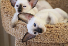 Photo of Чем кормить сиамскую кошку для красивой шерсти?