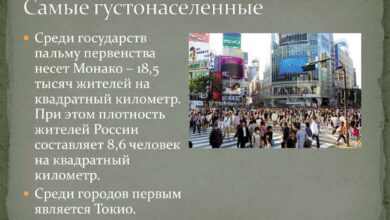 Photo of Проблема перенаселения в доме у мейн-кунов: как решить?