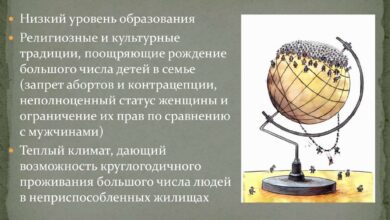 Photo of Проблема перенаселения у норвежской лесной кошки: как избежать?