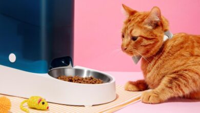 Photo of Кормление персидской кошки: правила и рекомендации