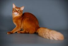Photo of Сомалийская кошка: пушистые и изящные