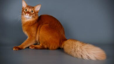 Photo of Сомалийская кошка: пушистые и изящные