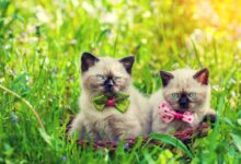 Photo of Чем кормить сиамскую кошку для поддержания здоровья?