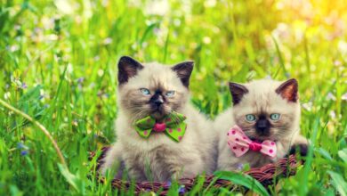 Photo of Чем кормить сиамскую кошку для поддержания здоровья?