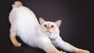 Photo of Японский бобтейл: кошки с хвостом-бантом