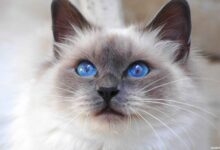 Photo of Корат: кошки с серебристо-серым окрасом и голубыми глазами