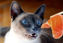 Photo of Как кормить сиамского кота