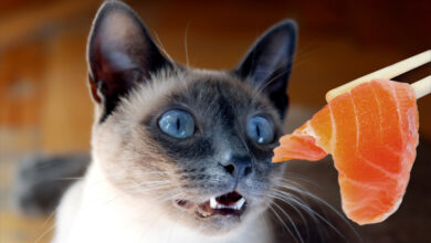 Photo of Как кормить сиамского кота