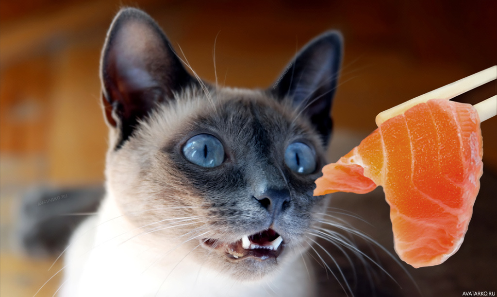 Фото 116 — Как кормить сиамского кота